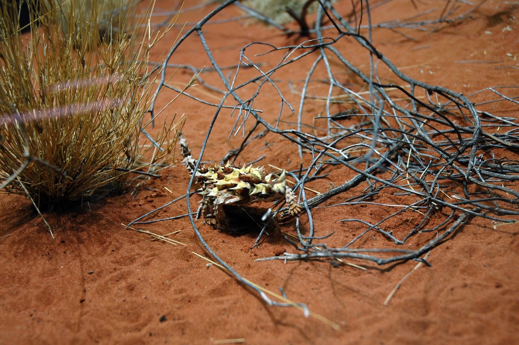 Thorney Devil
